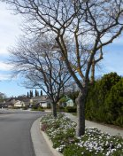 Homes For Sale by Sophia Delacotte Real Estate Agent in Santa Teresa in San Jose CA