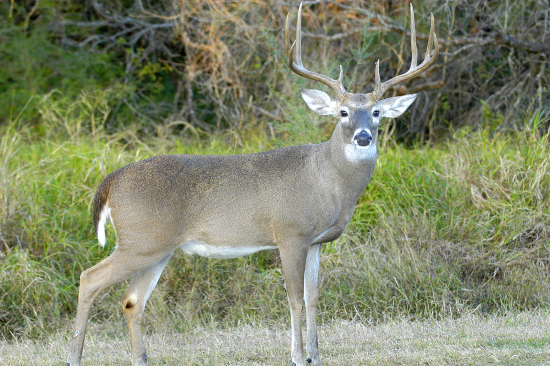 TEXAS WILDLIFE PROPERTIES