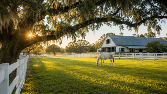 Ocala