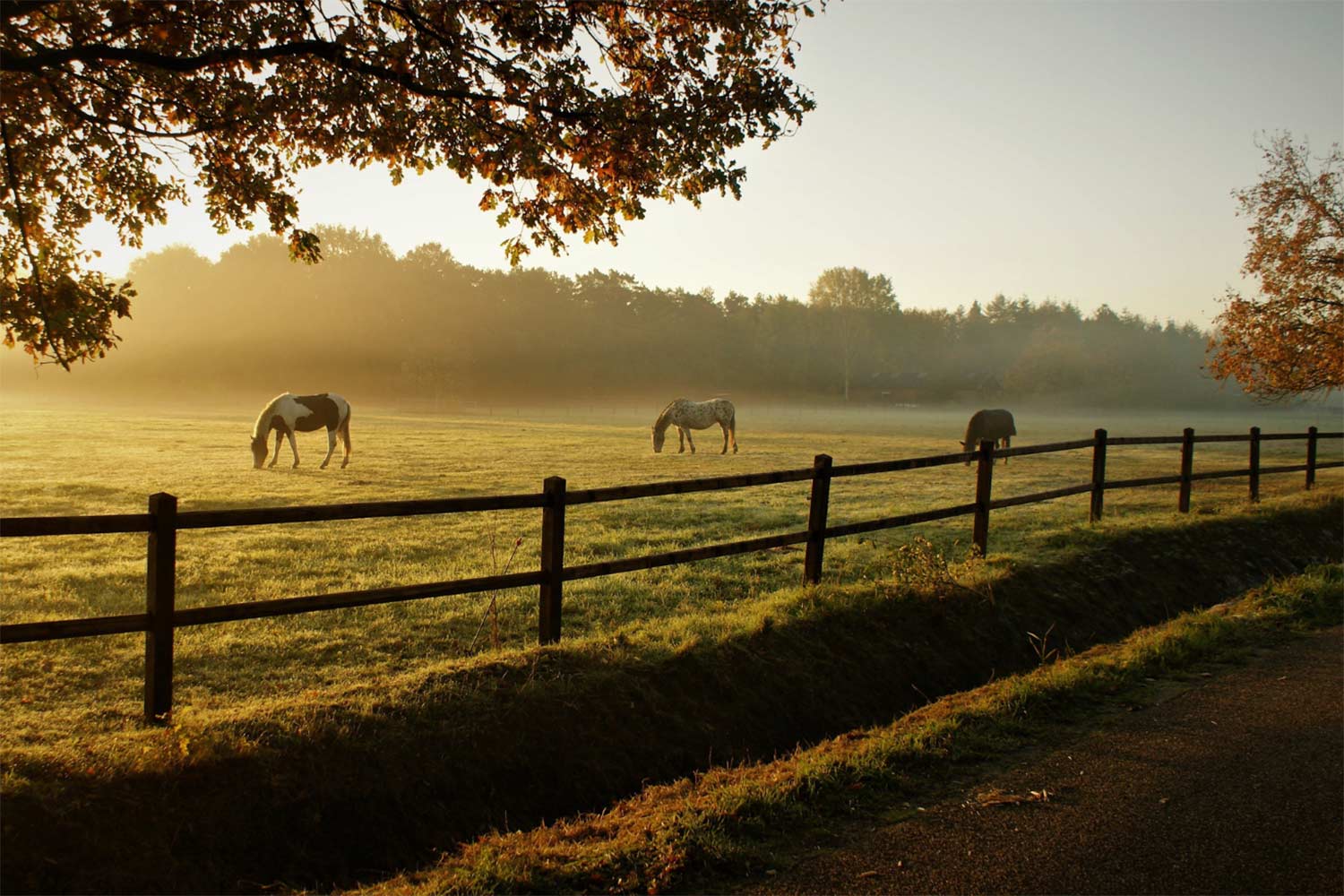 horsefarm
