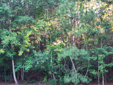 17025 Three Notch Rd